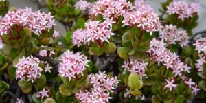 crassula-ovata-pestovanie-rastlinkovo