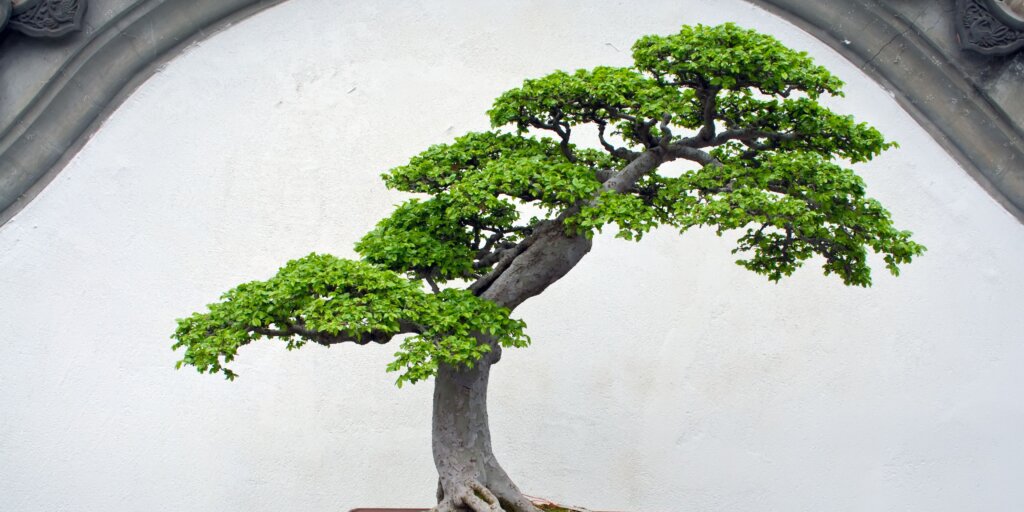 bonsai-umenie-pestovanie-rastlinkovo