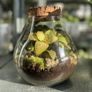 sklenene-terarium-17-cm-rastlinkovo