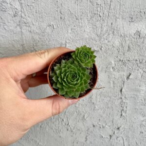 sempervivum-green-wheel-rastlinkovo