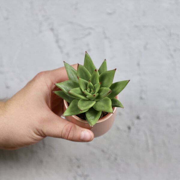 echeveria-agavoides-rastlinkovo