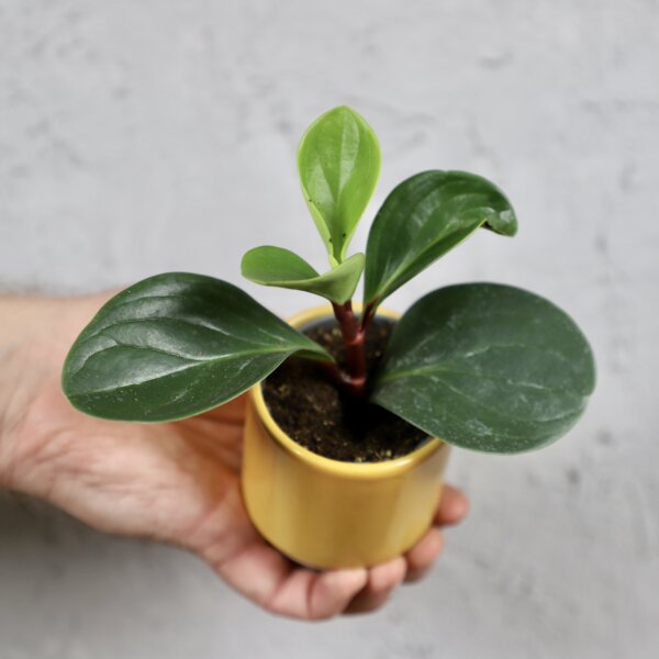 peperomia-obtusifolia-red-canyon-rastlinkovo