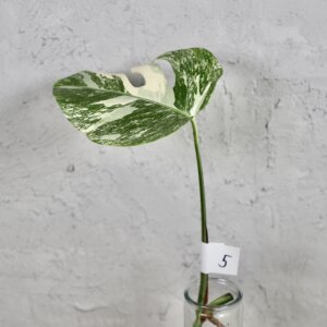 monstera-deliciosa-albo-variegata-rastlinkovo