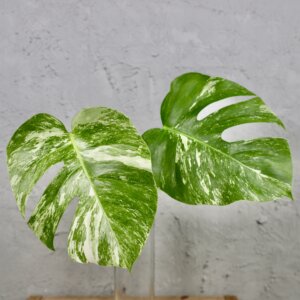 monstera-deliciosa-albo-variegata-rastlinkovo