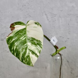 monstera-deliciosa-albo-variegata-rastlinkovo