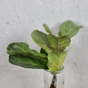 ficus-lyrata-rastlinkovo