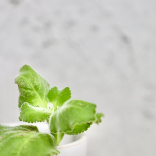 Nádchovník-Plectranthus-Cerveza-n-Lime-baby-rastlinkovo