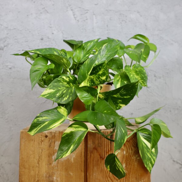 epipremnum-aureum-pothos-divy-jano-rastlinkovo