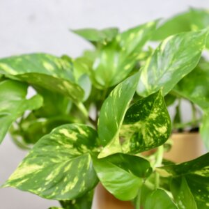 epipremnum-aureum-pothos-divy-jano-rastlinkovo