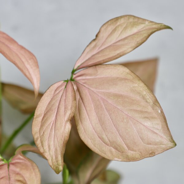 syngonium-pink-splash-rastlinkovo