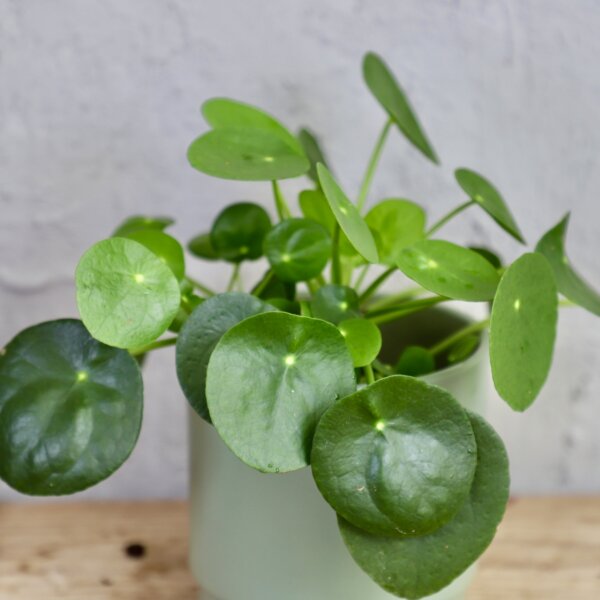 pilea-peperomioides-rastlinkovo