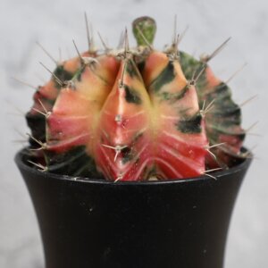 gymnocalycium-variegata-rastlinkovo