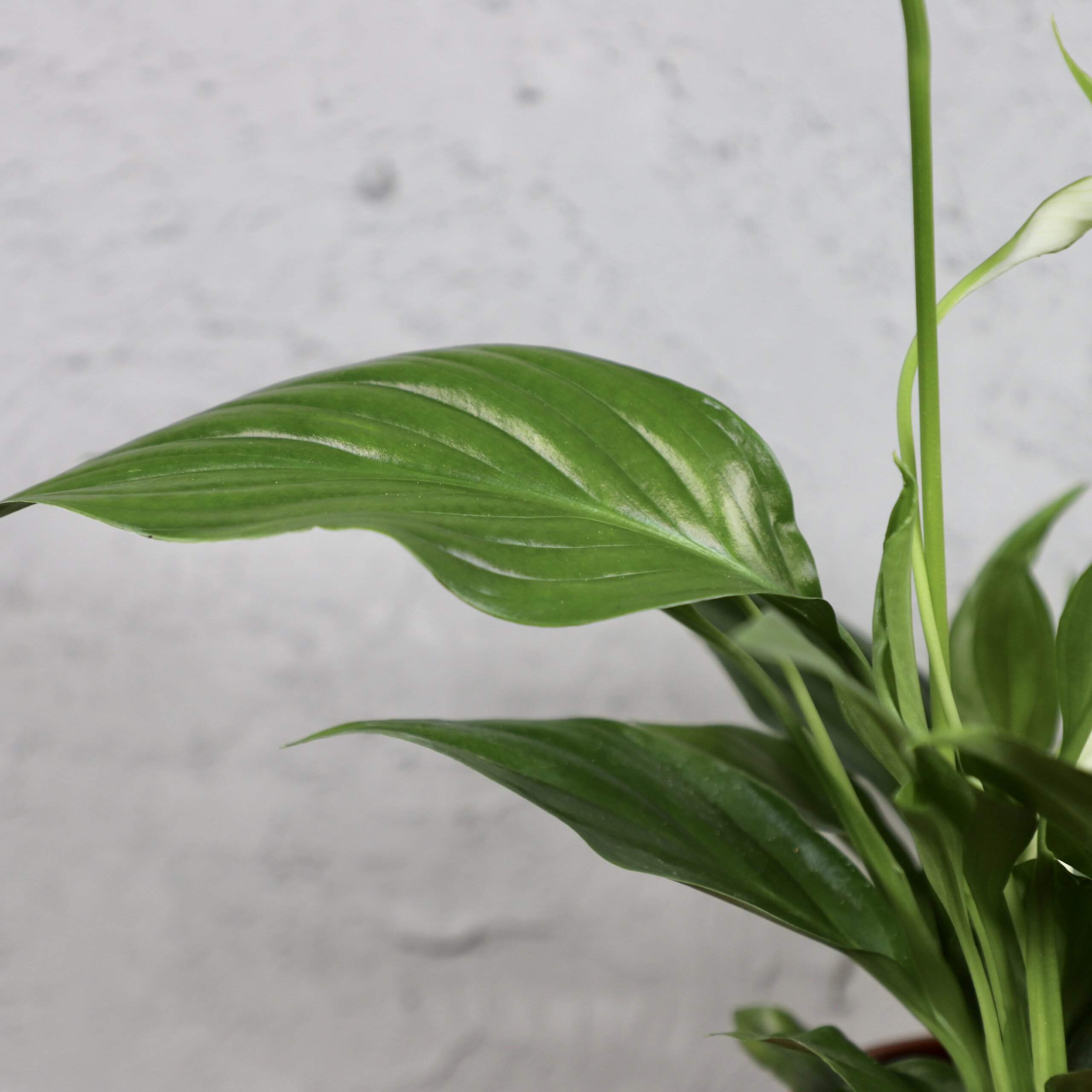 spathiphyllum-pearl-cupido-rastlinkovo