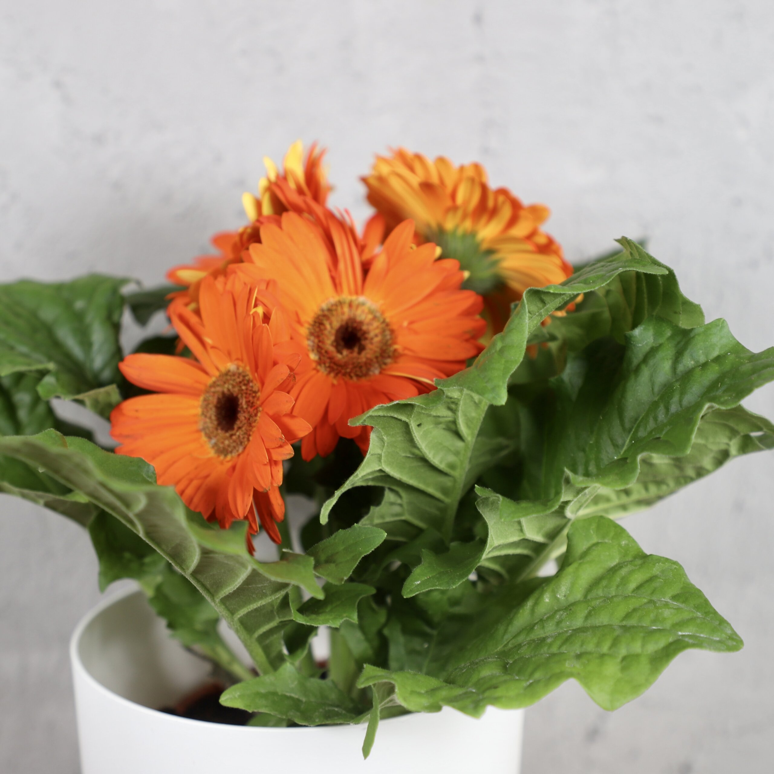 gerbera-oranzova-rastlinkovo