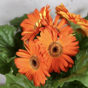 gerbera-oranzova-rastlinkovo