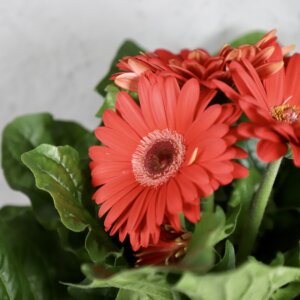 gerbera-cervena-rastlinkovo