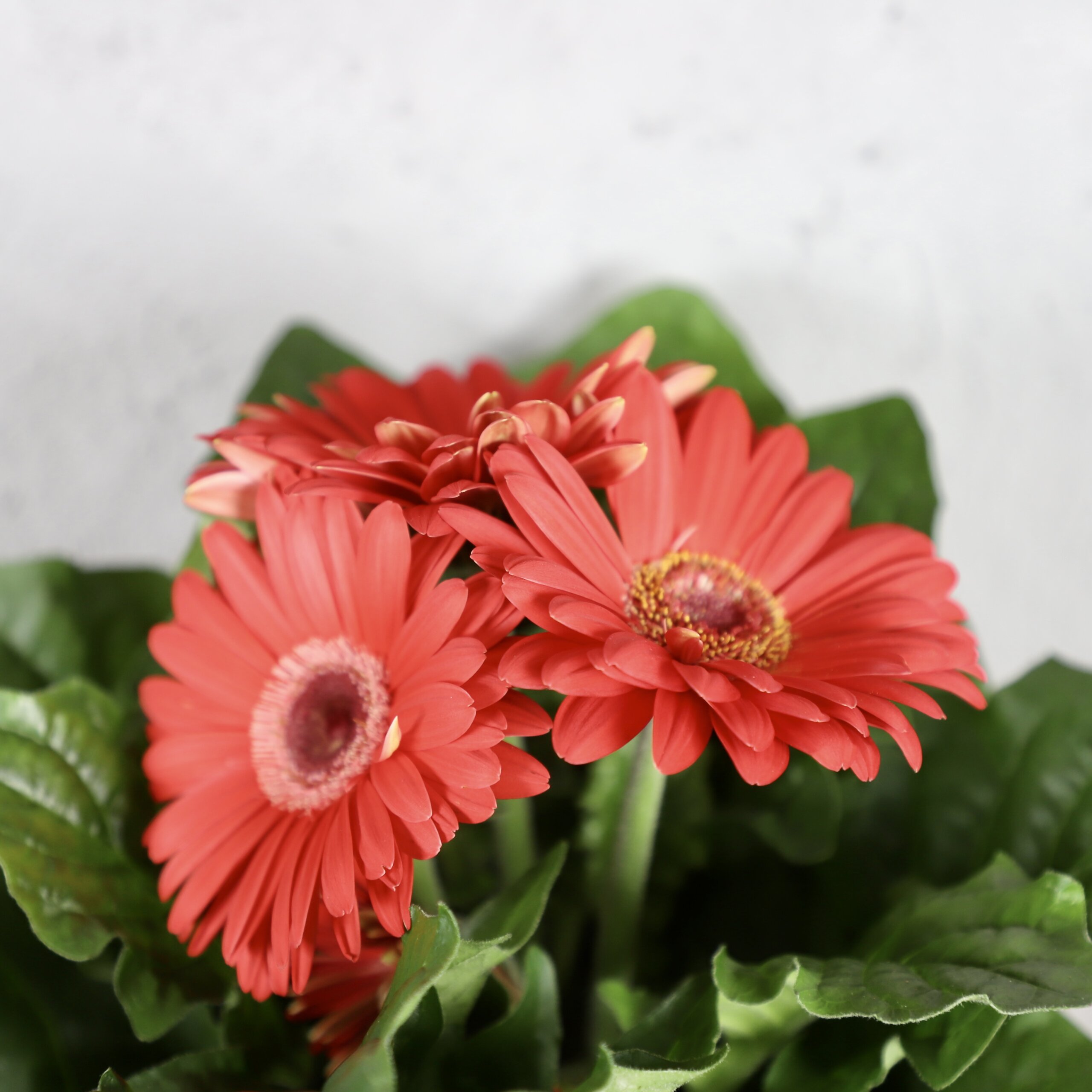 gerbera-cervena-rastlinkovo