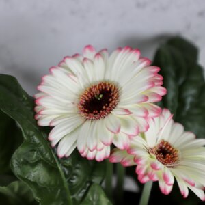 gerbera-bielo-ruzova-rastlinkovo