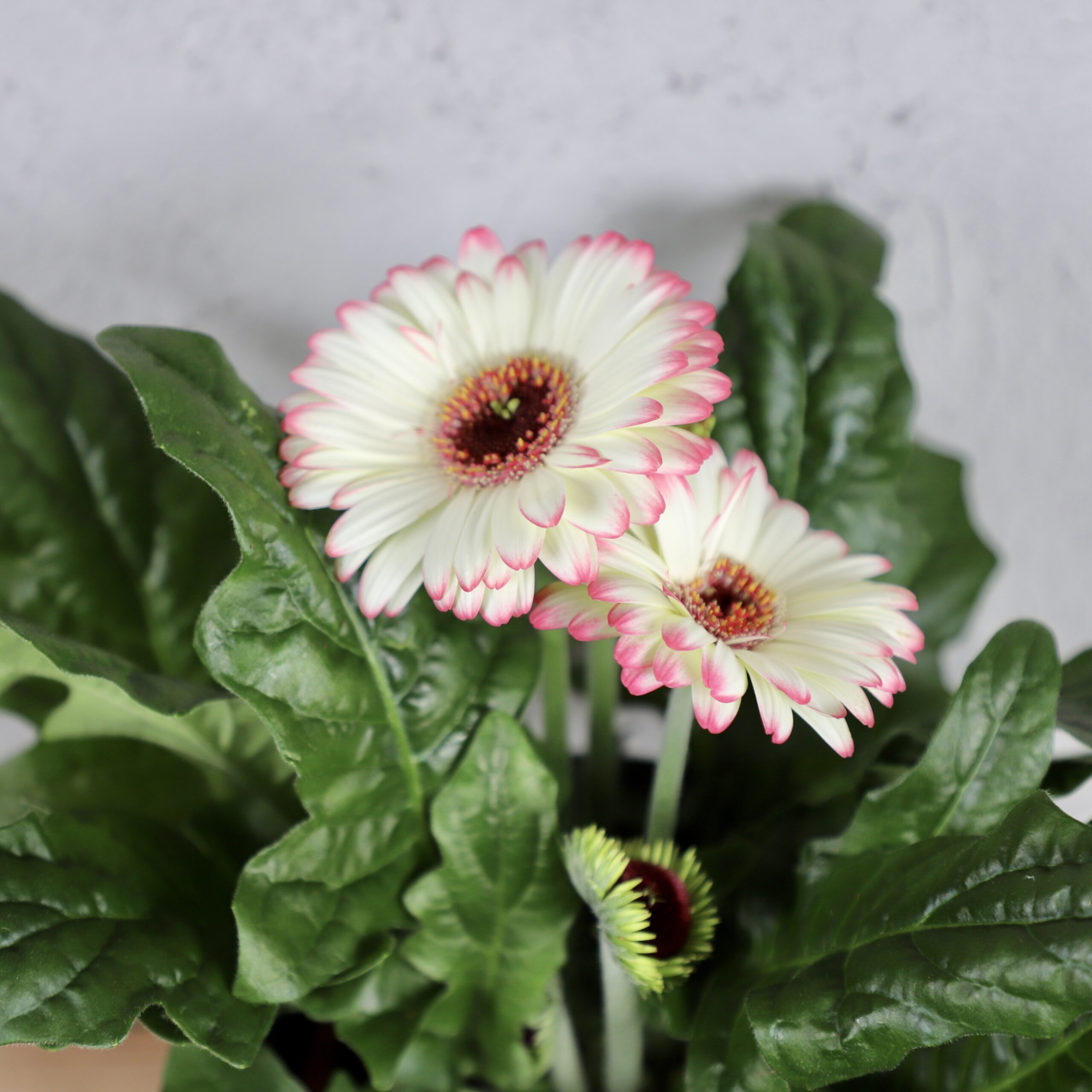 gerbera-bielo-ruzova-rastlinkovo