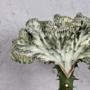 euphorbia-lactea-cristata-rastlinkovo