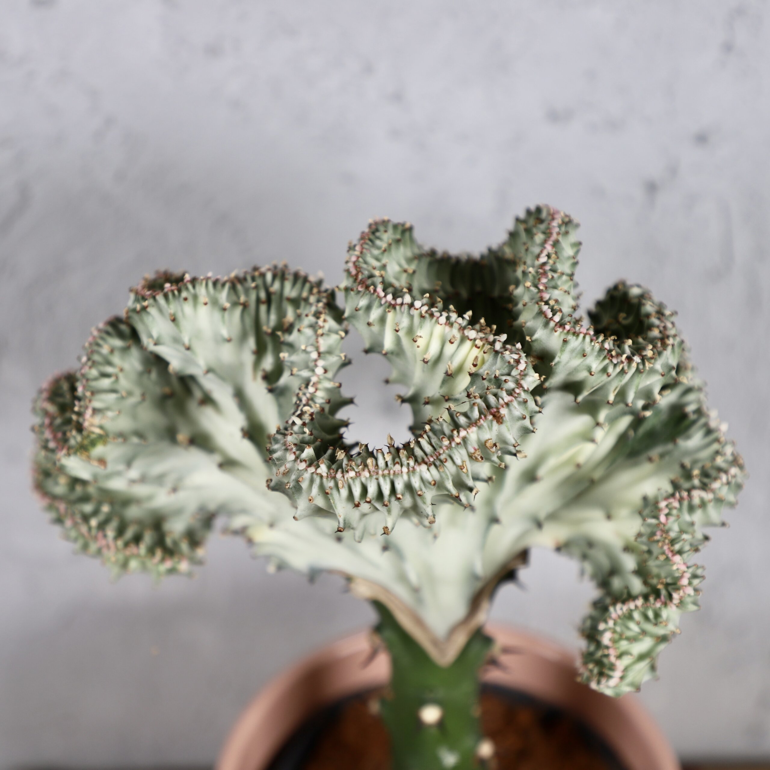 euphorbia-lactea-cristata-rastlinkovo