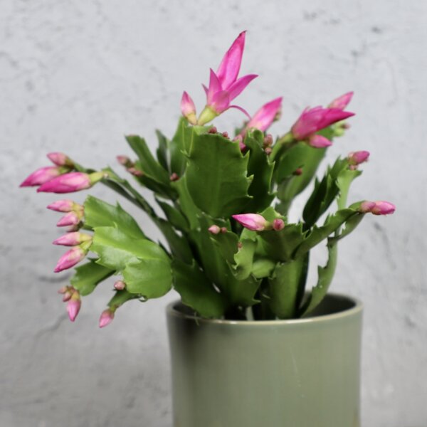 schlumbergera-ruzova-rastlinkovo