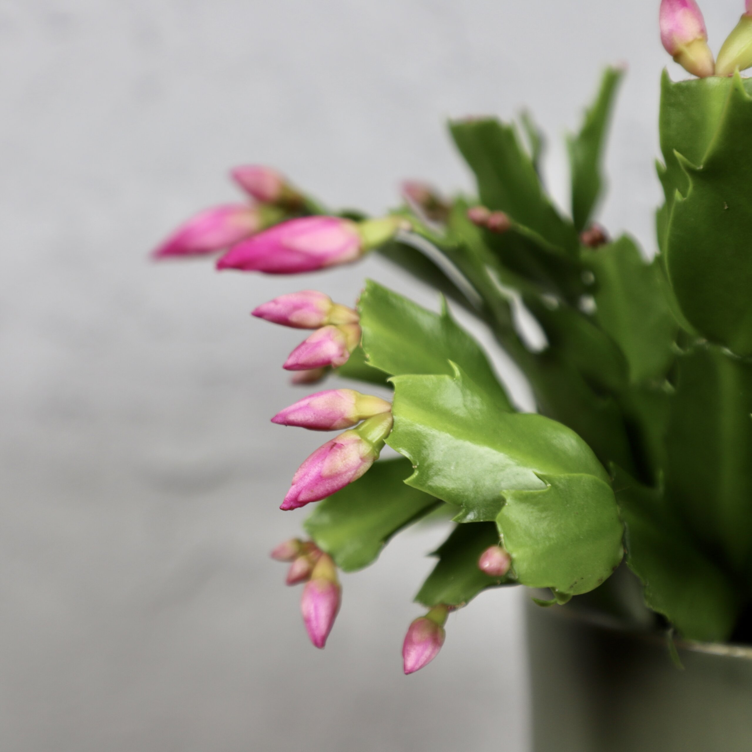 schlumbergera-ruzova-rastlinkovo