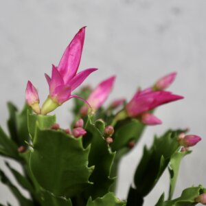 schlumbergera-ruzova-rastlinkovo