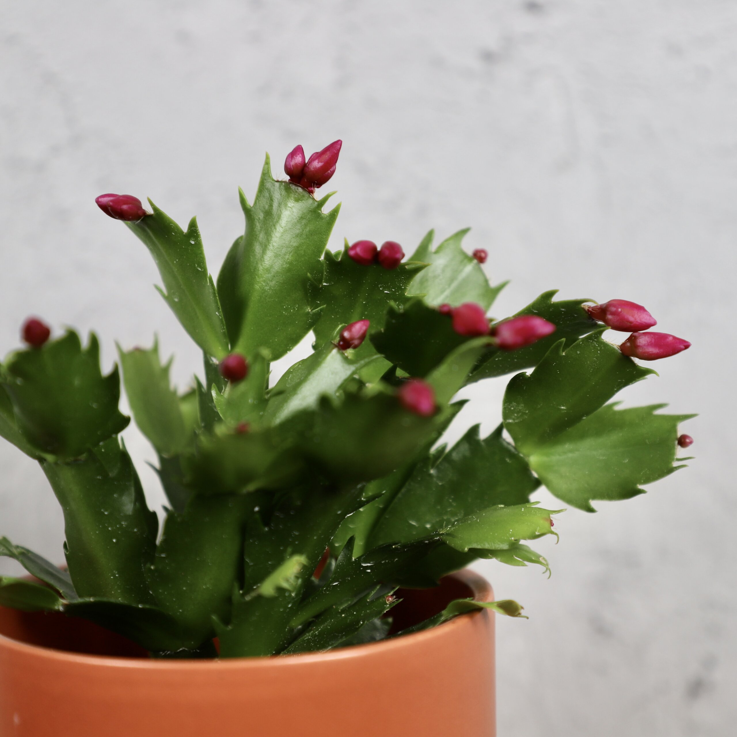 schlumbergera-tmavo-ruzova-rastlinkovo