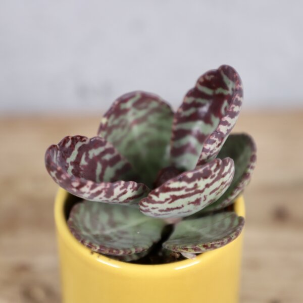 kalanchoe-zebra-rastlinkovo