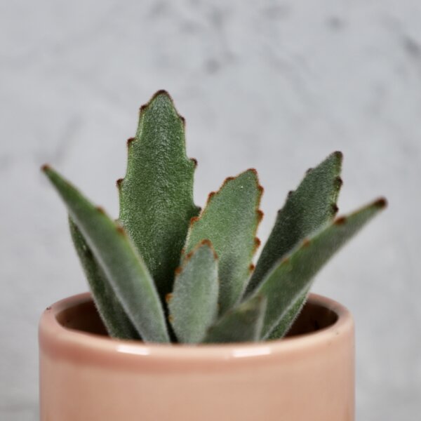 kalanchoe-tomentosa-rastlinkovo