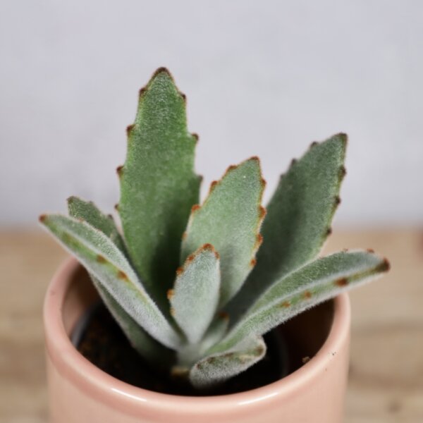 kalanchoe-tomentosa-rastlinkovo