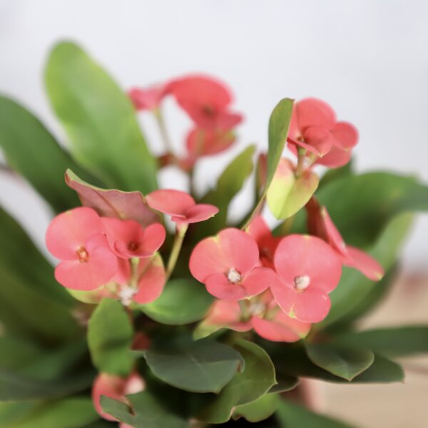 euphorbia-eos-rastlinkovo