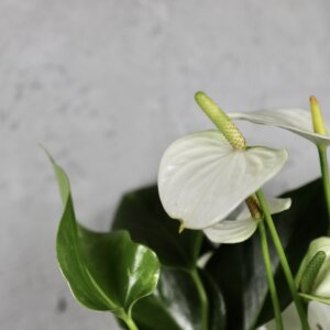 anthurium-joly-white-rastlinkovo