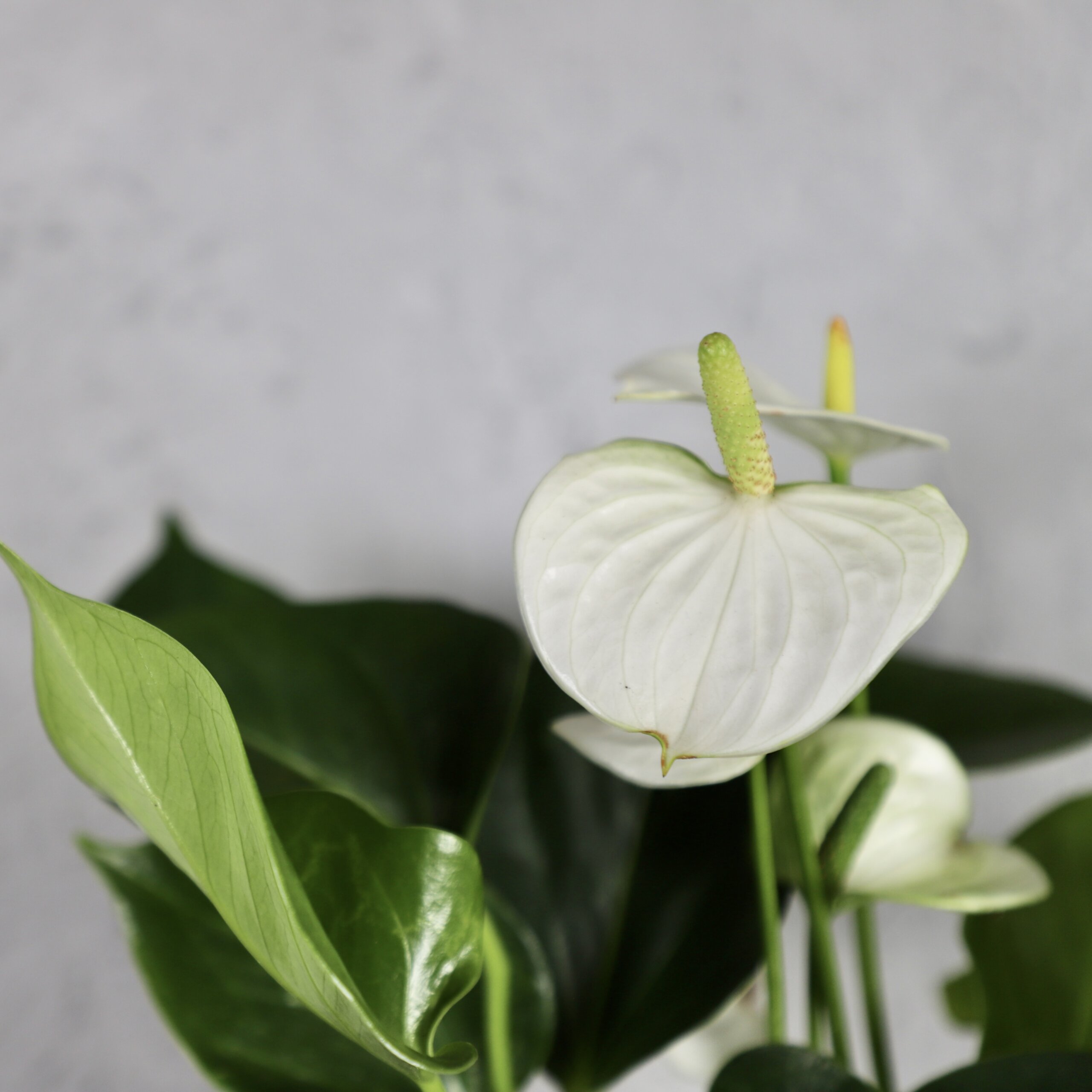 anthurium-joly-white-rastlinkovo