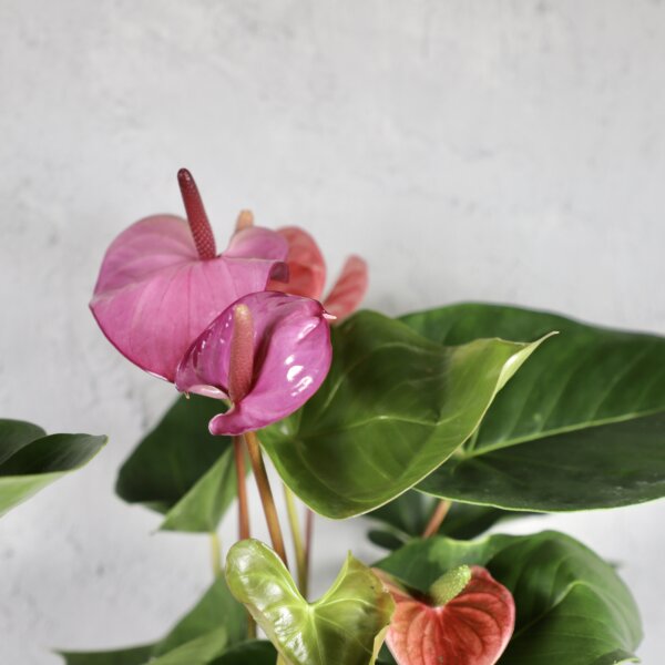 anthurium-cavalli-purple-rastlinkovo