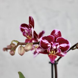 Orchidea-phalaenopsis-multiflora-fialovo-ružová-rastlinkovo