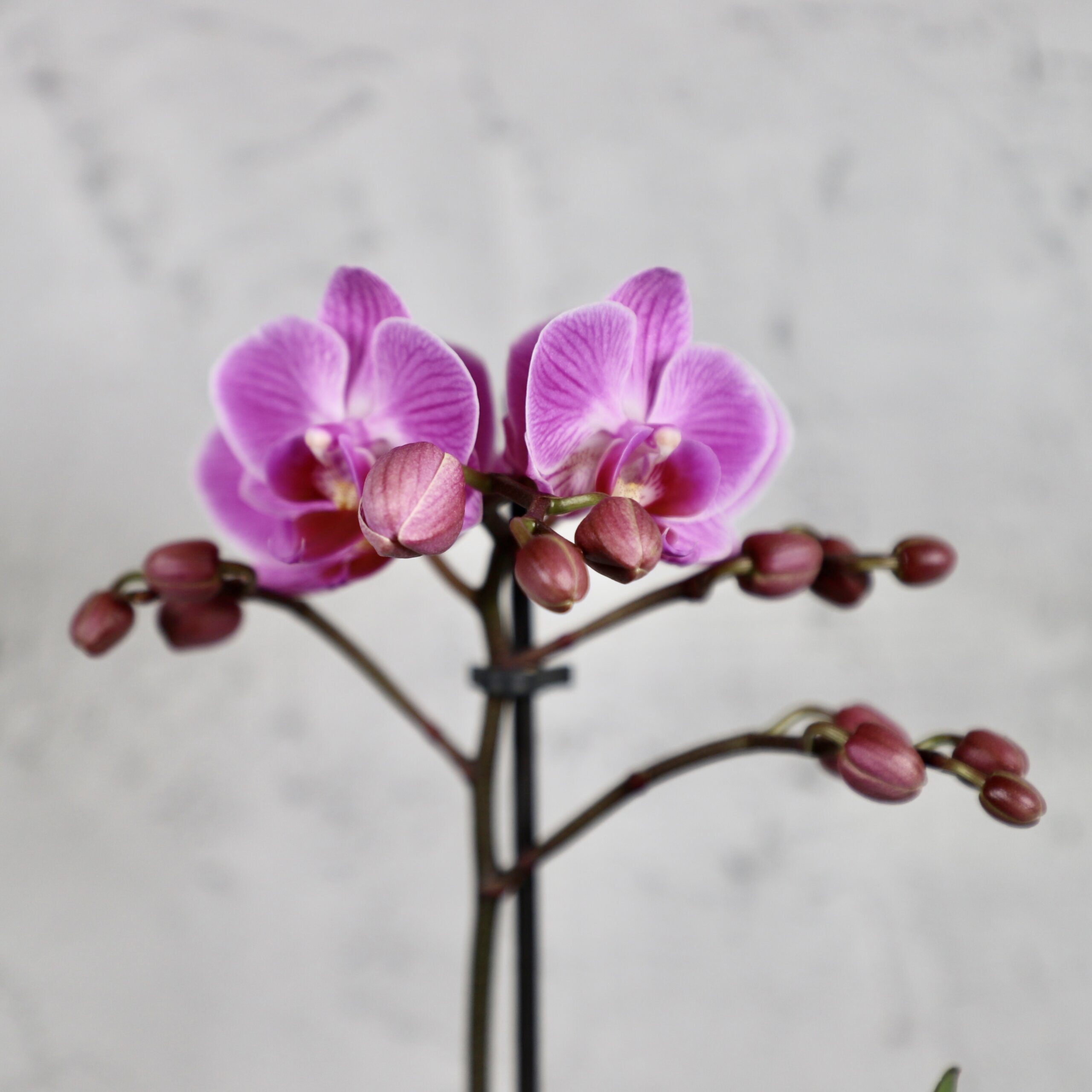 Orchidea-phalaenopsis-multiflora-fialová-rastlinkovo