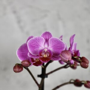 Orchidea-phalaenopsis-multiflora-fialová-rastlinkovo