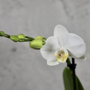 Orchidea-phalaenopsis-multiflora-biela-rastlinkovo