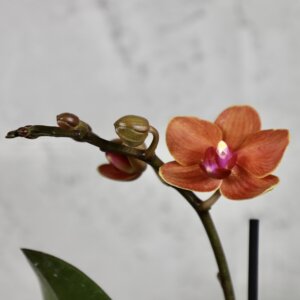 Orchidea-phalaenopsis-multiflora-oranžová-rastlinkovo