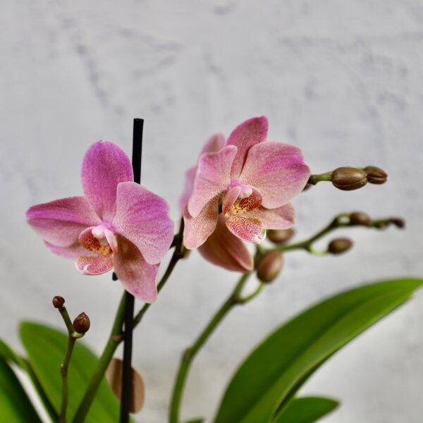 Orchidea-phalaenopsis-bledo-ruzova-rastlinkovo