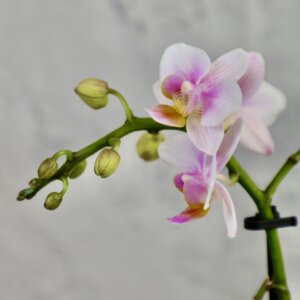 Orchidea-phalaenopsis-bielo-ruzova-rastlinkovo