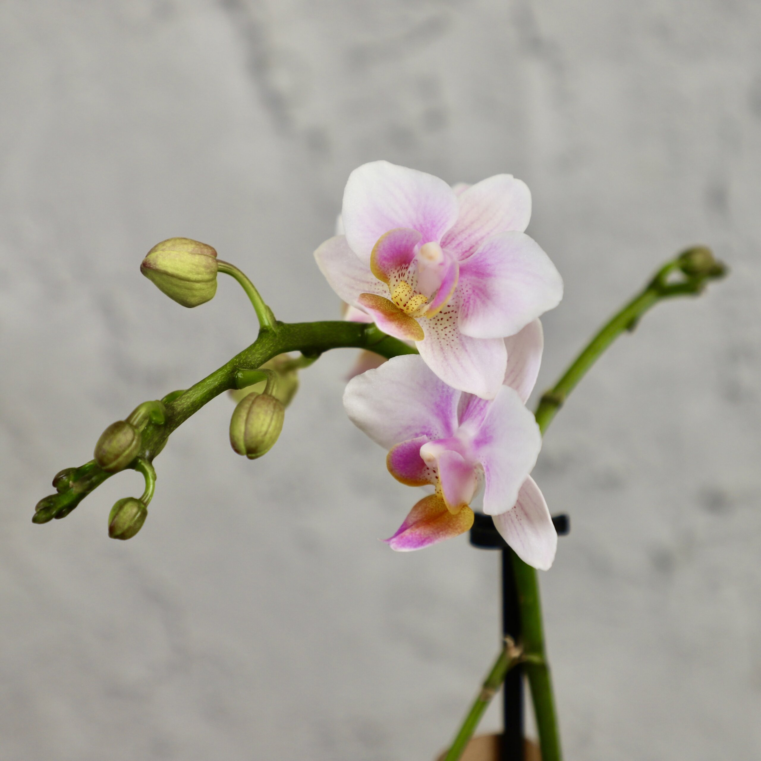 Orchidea-phalaenopsis-bielo-ruzova-rastlinkovo