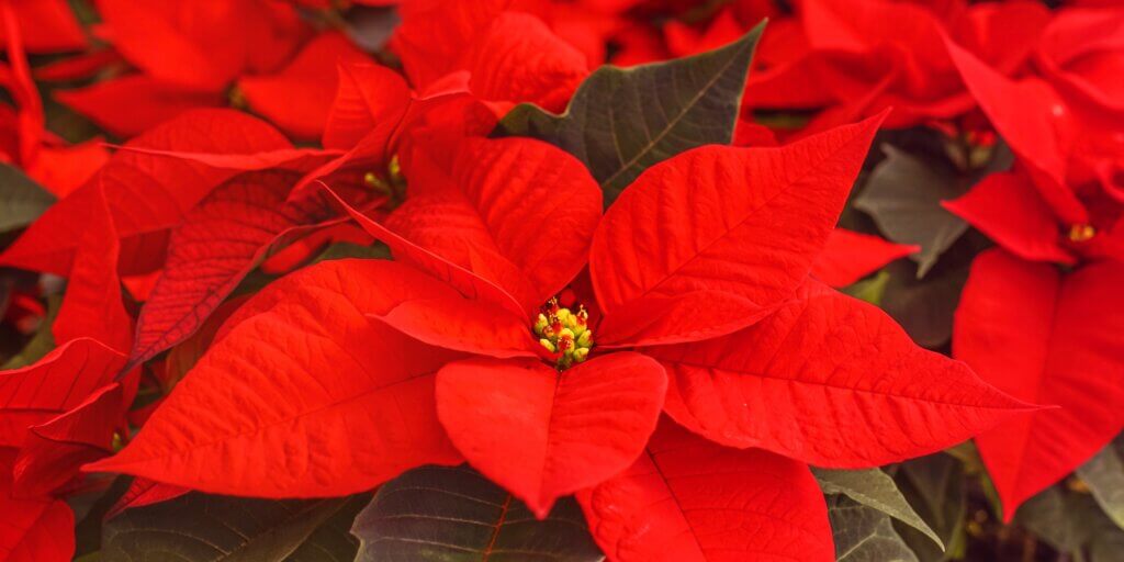 vianocna-ruza-poinsettia-vianocne-rastliny-rastlinkovo