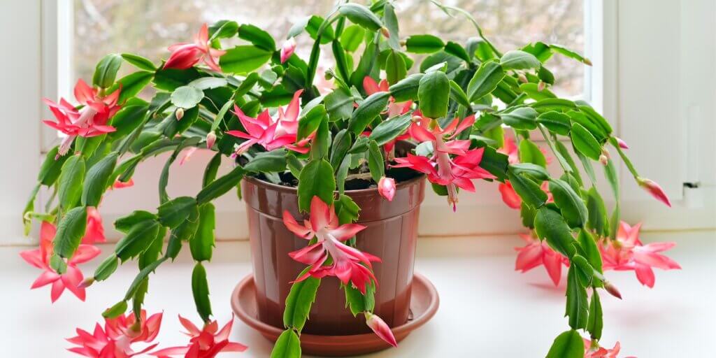 vianocny-kaktus-schlumbergera-rastlinkovo