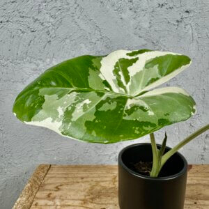 alocasia-macrorrhiza-variegata-rastlinkovo