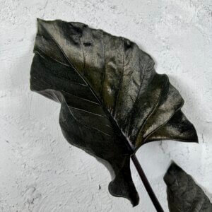 alocasia-antoro-velvet-rastlinkovo