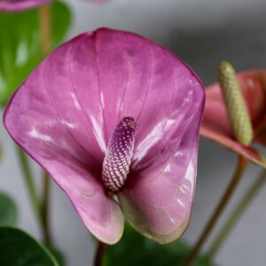 Anthurium-andraeanum-cavalli-purple-rastlinkovo