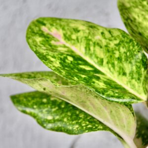 aglaonema-apple-green-rastlinkovo